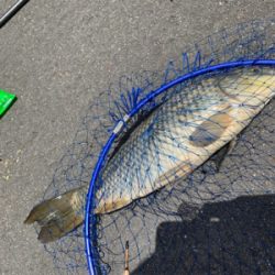 いつものところで鯉釣り