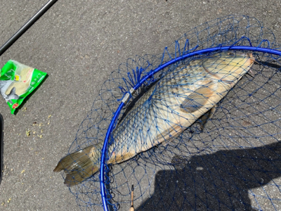 いつものところで鯉釣り