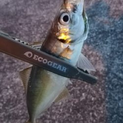 ナイトアジング