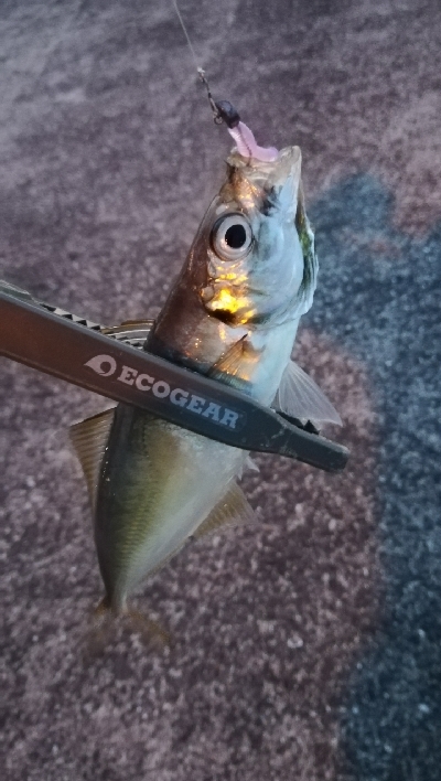 ナイトアジング