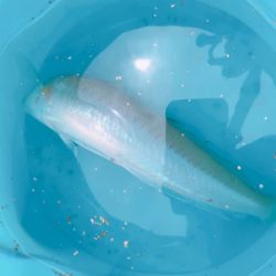 キスのお刺身☆