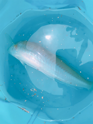 キスのお刺身☆