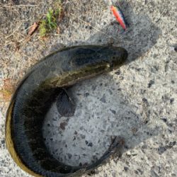 気になった用水路へ そして初の獲物