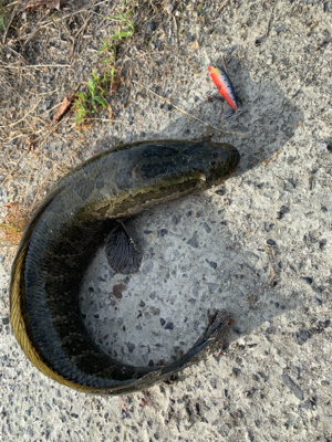 気になった用水路へ そして初の獲物