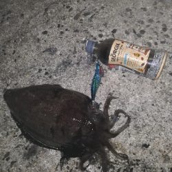 エギングにメバリング