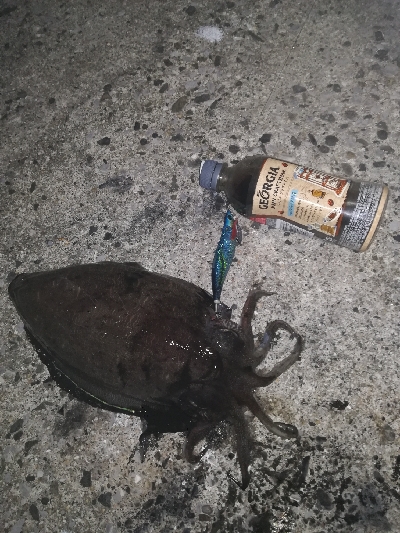 エギングにメバリング