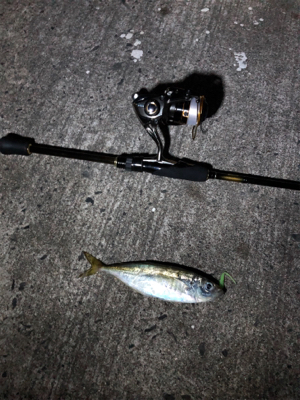 久しぶりの投稿です