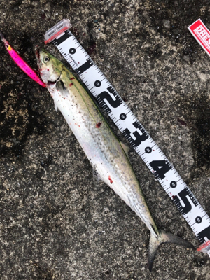 今、武庫一が熱い❗þ…