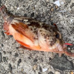 遠征ルアー撃沈で癒しの穴釣り