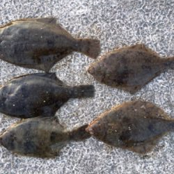 釣場開拓とカレイ