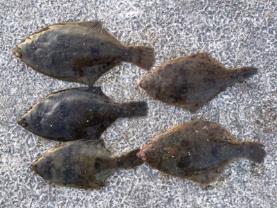 釣場開拓とカレイ