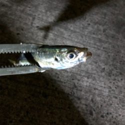 小アジになってきました。