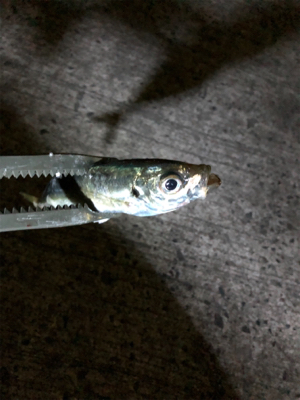 小アジになってきました。