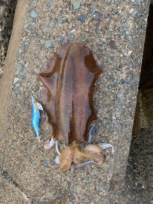 3キロアオリイカ！？