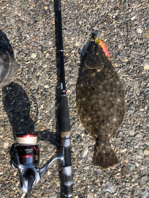 フラットフィッシュ