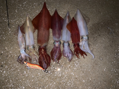 対馬でエギング