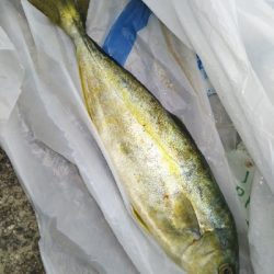 一応釣れましたが…