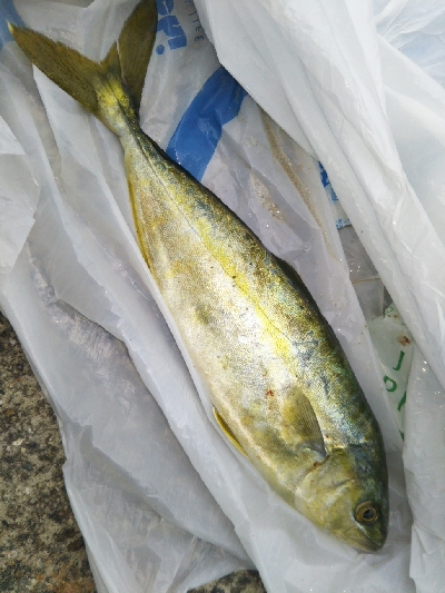 一応釣れましたが…