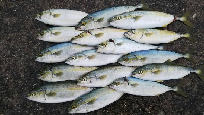 ツバス祭ときどきシーバス