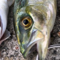 今年初フィッシュ笑