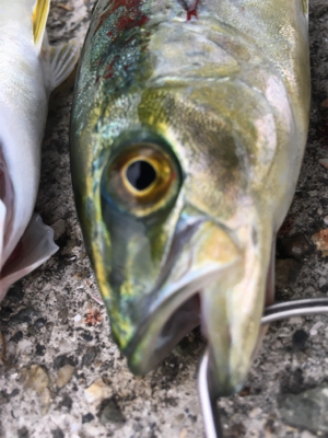 今年初フィッシュ笑