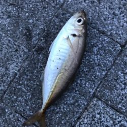 アタリをとるのが楽しいね