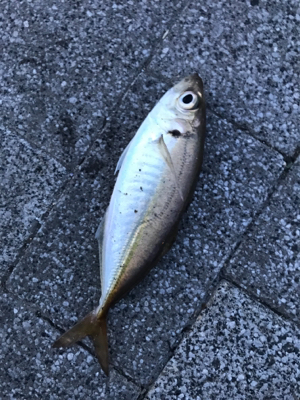 アタリをとるのが楽しいね