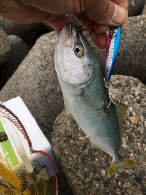 初のショアジギング