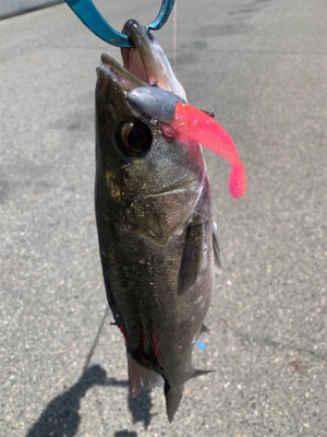 和歌山不発で翌日やっぱ神戸やで！