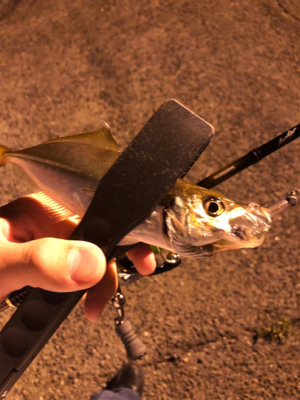 ジグ単アジング爆釣！