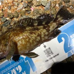 早朝暗闇プラッキング