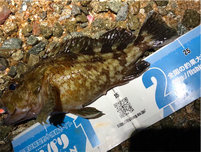 早朝暗闇プラッキング