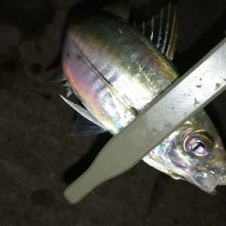 ナイトアジング