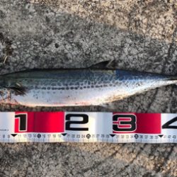 脂のりのりサゴシゲット！！