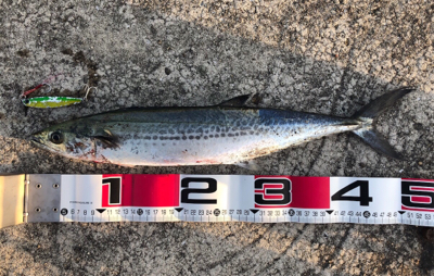 脂のりのりサゴシゲット！！