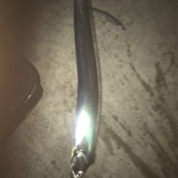 どしゃ降りタチウオ！