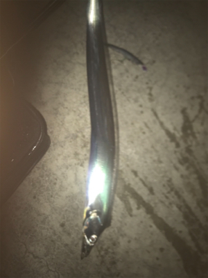 どしゃ降りタチウオ！