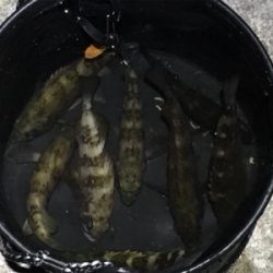 小メバルラッシュ