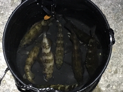 小メバルラッシュ