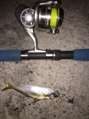 エギングからのアジング