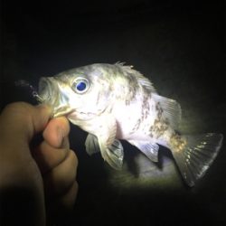 メバルプラッキング