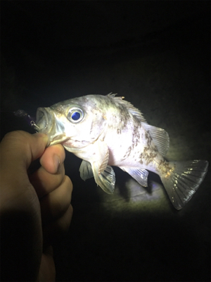 メバルプラッキング