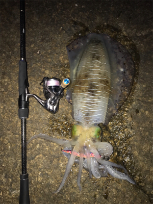 アオリ烏賊 1.8k