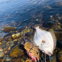 ロックフィッシュ！