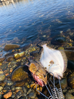 ロックフィッシュ！