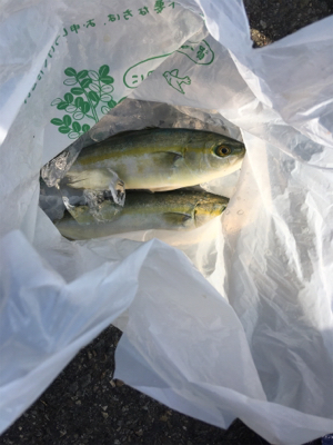 ジグサビキでツバス！