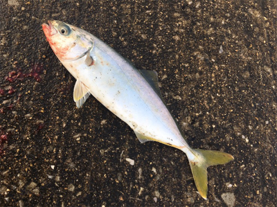 ツバスゲーム^_^