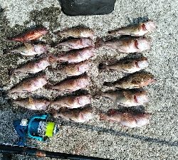 コブダイ釣りがぜんぜん当たりなし、五目釣りに。