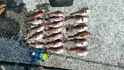 コブダイ釣りがぜんぜん当たりなし、五目釣り…