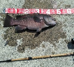 淡路島へコブダイ釣り